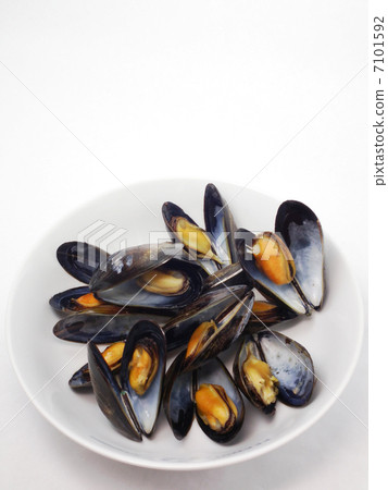 mussels mussels 7101592