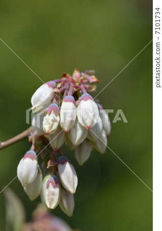 Blueberry (rabbit eye) flowers Blueberry (rabbit eye) flowers 7101734