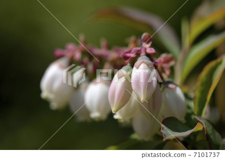 Blueberry (rabbit eye) flowers 7101737