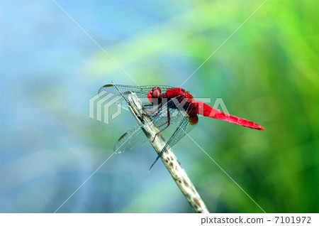 Short-sleeved dragonfly Short-sleeved dragonfly 7101972