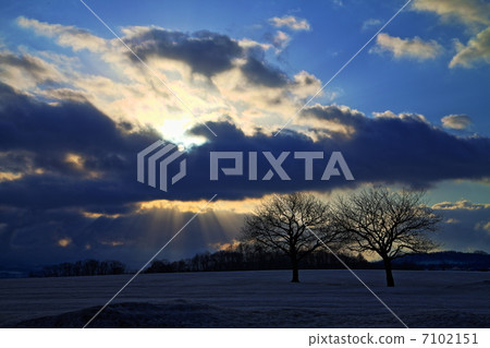 Twin tree and angel ladder 7102151