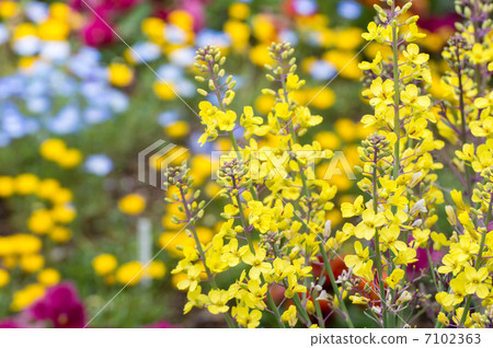 Leaves of Peony Peony Leaves of Peony Peony 7102363