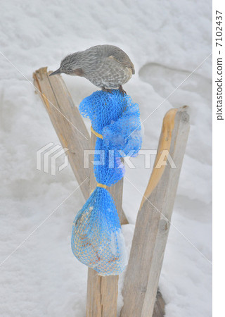 Feeder bird 7102437