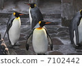 Flock of Hun Belt Penguins 7102442