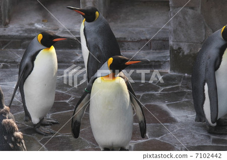匈奴帶企鵝群 7102442
