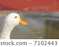 duck	 7102443