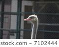 Ostrich 7102444