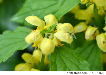 Ramium · Galeobudron 7102460