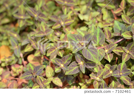 Risimakia Risimakia 7102461