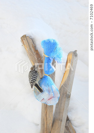Feeder bird 7102469