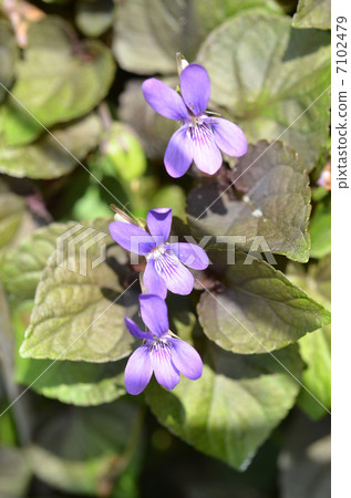 有氣味的紫羅蘭 7102479