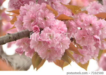 Peony cherry tree 7102500