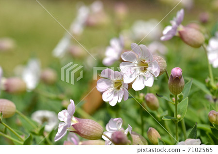 普通的海妖 7102565