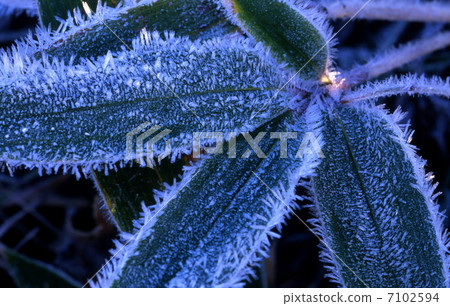 竹葉上的霜 竹葉上的霜 7102594