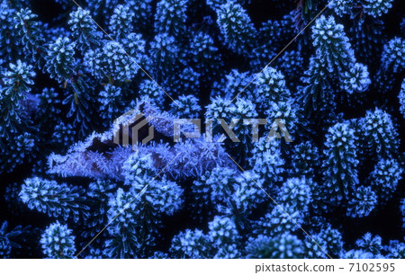 磨砂的田野 7102595