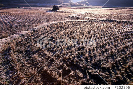 霜凍稻田 7102596