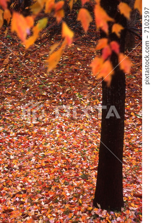 晚秋的森林 7102597