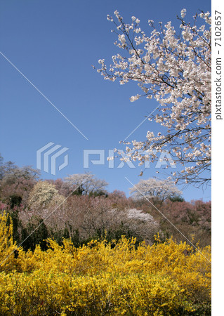Hanamiyama 7102657