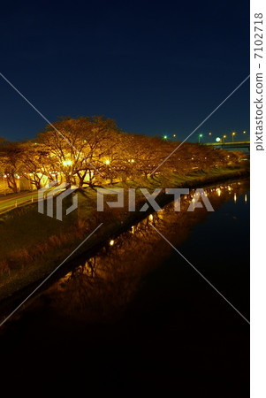 夜櫻桃樹的清水 7102718