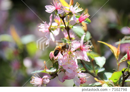 Yume plum and honey bees 7102798