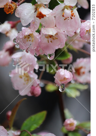Raindrop Raindrop 7102833