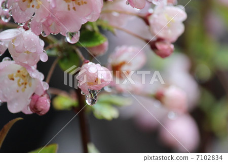 Raindrop Raindrop 7102834