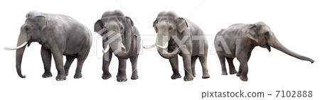 Elephants collection isolated on white 7102888