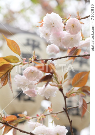 At Fushimi Hirano Shrine 7102919