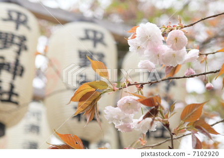 At Fushimi Hirano Shrine 7102920
