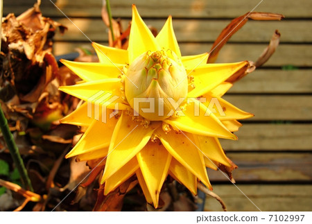 Geingjin Lotus Flower - in Shimodahara 7102997