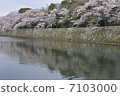 Spring of Hikone castle 7103000