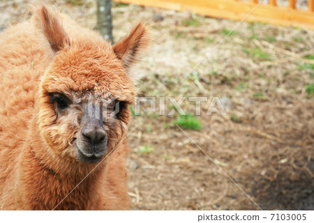 Smile Alpaca 7103005
