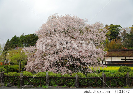 Special natural treasure cherry blossoms at the hiking train - at the lodge Ikedokan 7103022