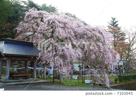 South Lake Shrine Kamiki Rakuzakura - at the South Lake 7103045