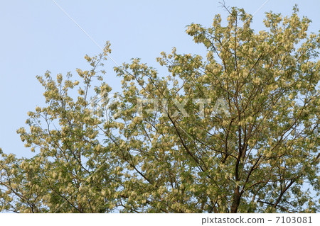 Harienge Harienge 7103081