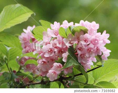 Weigela 7103082