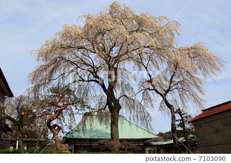Buddhist priest cherry blossom at Tigase Nagamine 7103090