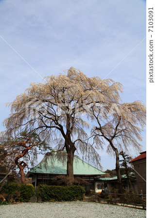 Buddhist priest cherry blossom at Tigase Nagamine 7103091