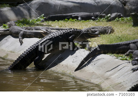 crocodile 7103103