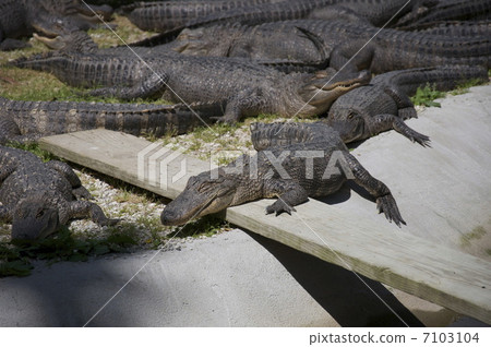 crocodile crocodile 7103104