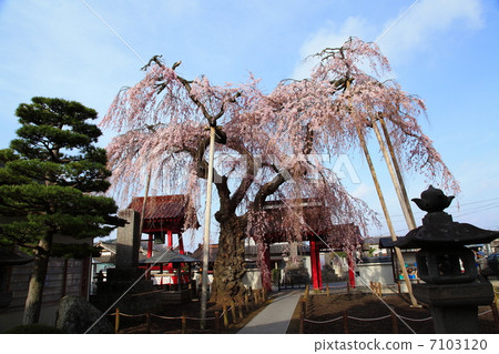 Otomi Sakura of Myokoji Temple - at Kaneya Town 7103120