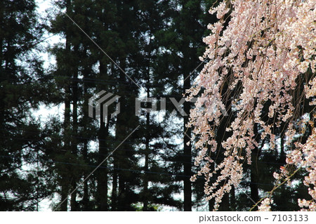 長江寺 - Fudosakura - 在一個寄宿公寓 長江寺 - Fudosakura - 在一個寄宿公寓 7103133