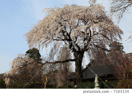 長江寺 - Fudosakura - 在一個寄宿公寓 長江寺 - Fudosakura - 在一個寄宿公寓 7103134