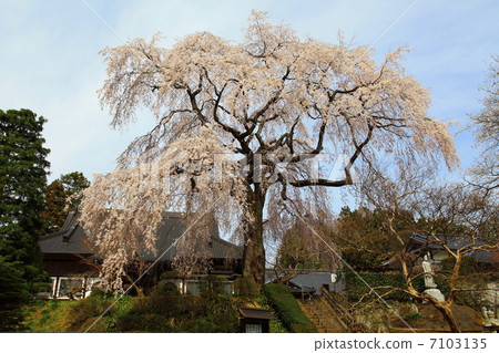長江寺 - Fudosakura - 在一個寄宿公寓 長江寺 - Fudosakura - 在一個寄宿公寓 7103135