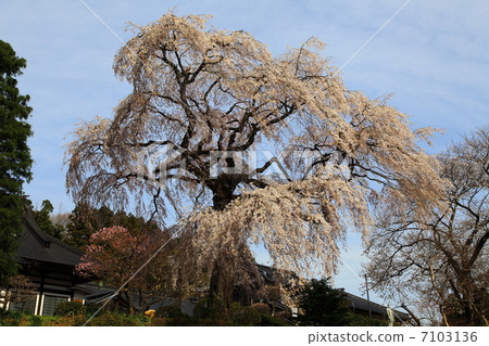 Changjiangji Temple - Fudosakura - at a boarding house Changjiangji Temple - Fudosakura - at a boarding house 7103136