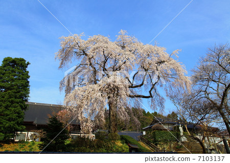 長江寺 - Fudosakura - 在一個寄宿公寓 長江寺 - Fudosakura - 在一個寄宿公寓 7103137