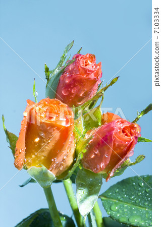 Bouquet Bouquet 7103334