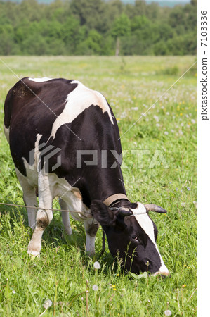 Cow in the meadow 7103336