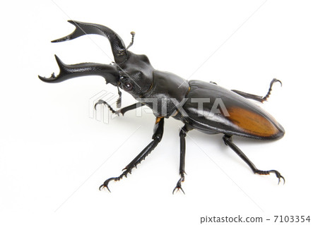 Seahakatamata stag beetle 7103354