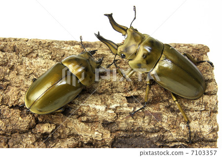 Ogon Oni Quaggata 7103357